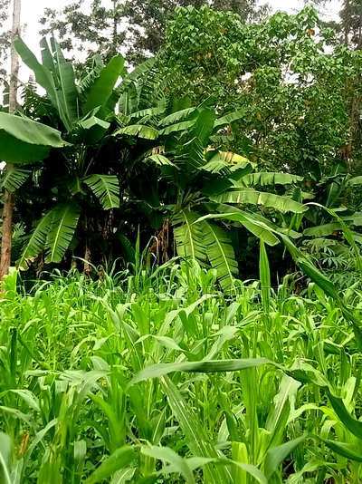 50 * 100 Plot for Sale at Ngoingwa - Image 4