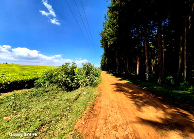 78,914 sqm Tea Plantation in Kiambu