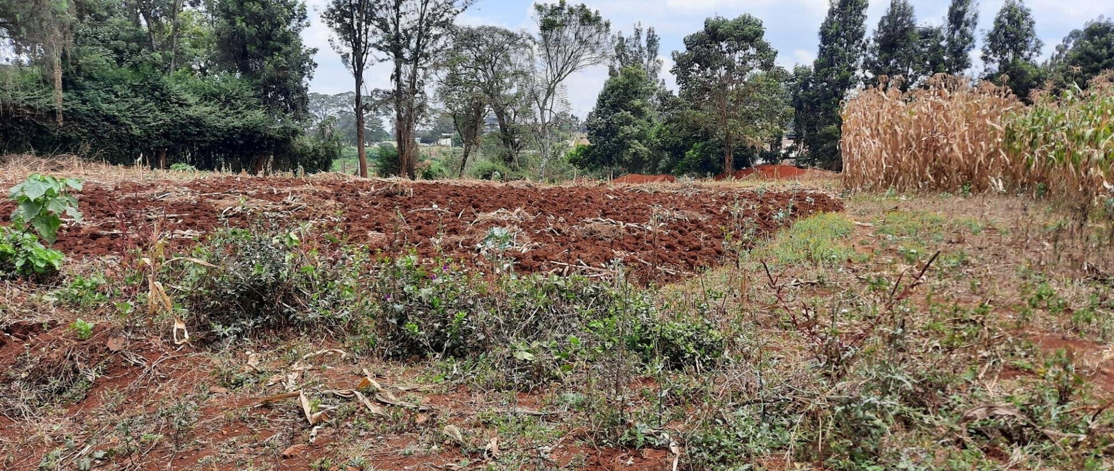 Half Acre Plot at KSh 35M