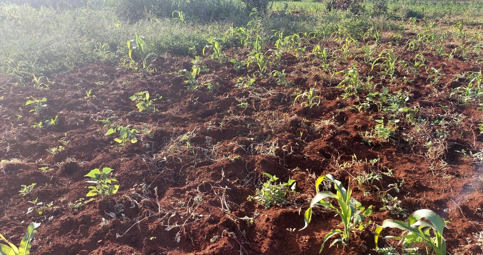 Half Acre Garden Plot in Karen