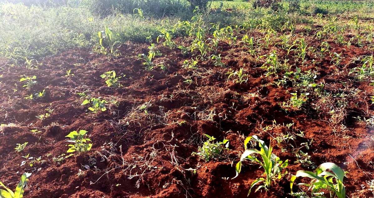 Half Acre Garden Plot in Karen