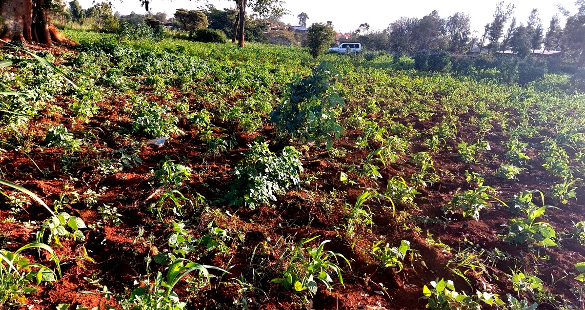 Half Acre Garden Plot in Karen