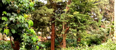 KSh 8.5M Quarter Acre in Kangemi