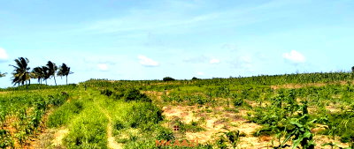 1.5 Acres Coastal Land in Kilifi