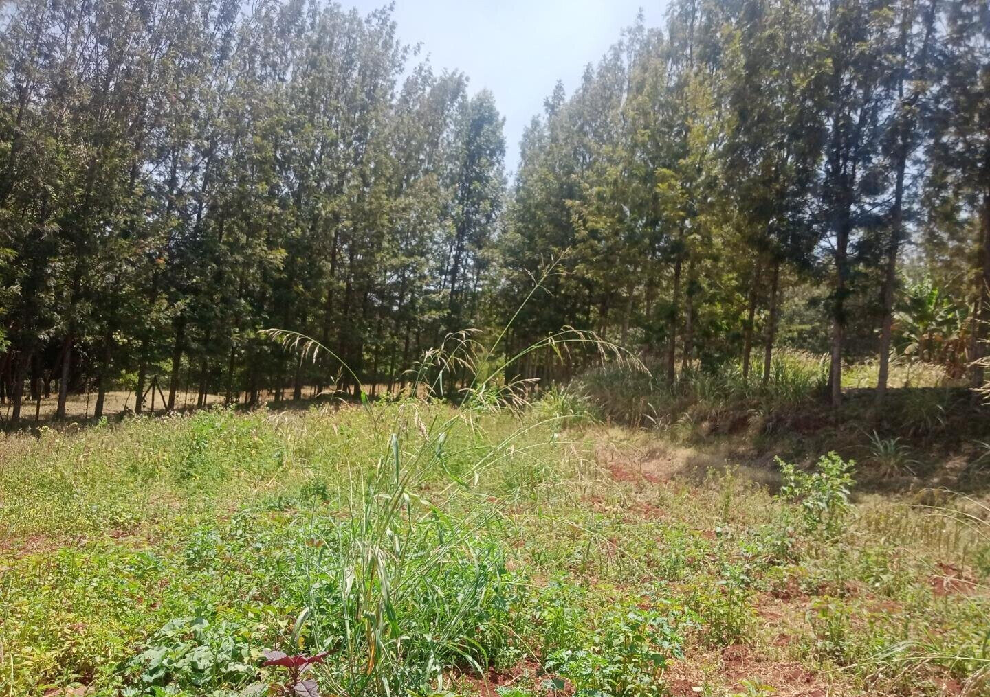 9.5-Acre Karen Land with Breathtaking Views