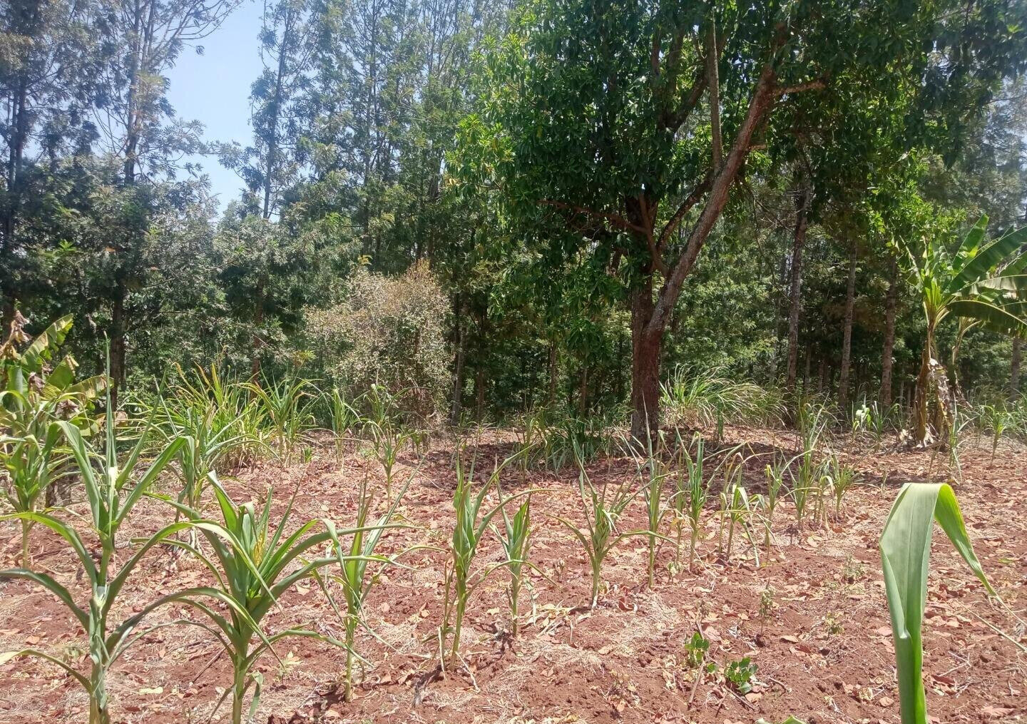 9.5-Acre Karen Land with Breathtaking Views