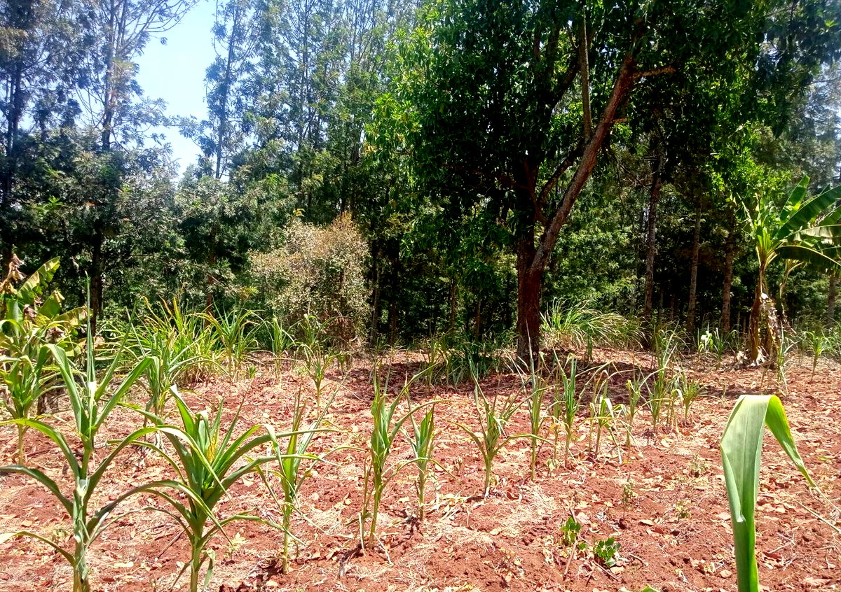 9.5-Acre Karen Land with Breathtaking Views