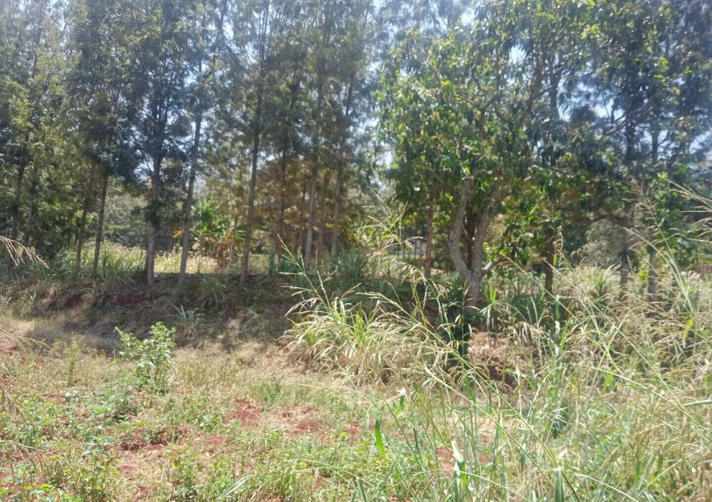 9.5-Acre Karen Land with Breathtaking Views