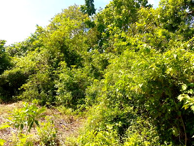 28-Acre Plot for Sale - Galu, Diani | Kshs. 10m Per Acre - Image 5