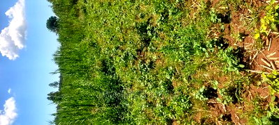 Ugenya Uholo - Image 7