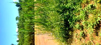 Ugenya Uholo - Image 5