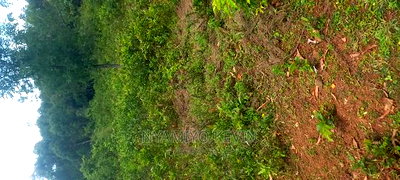 Ugenya Uholo - Image 1