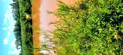 Ugenya Uholo - Image 3