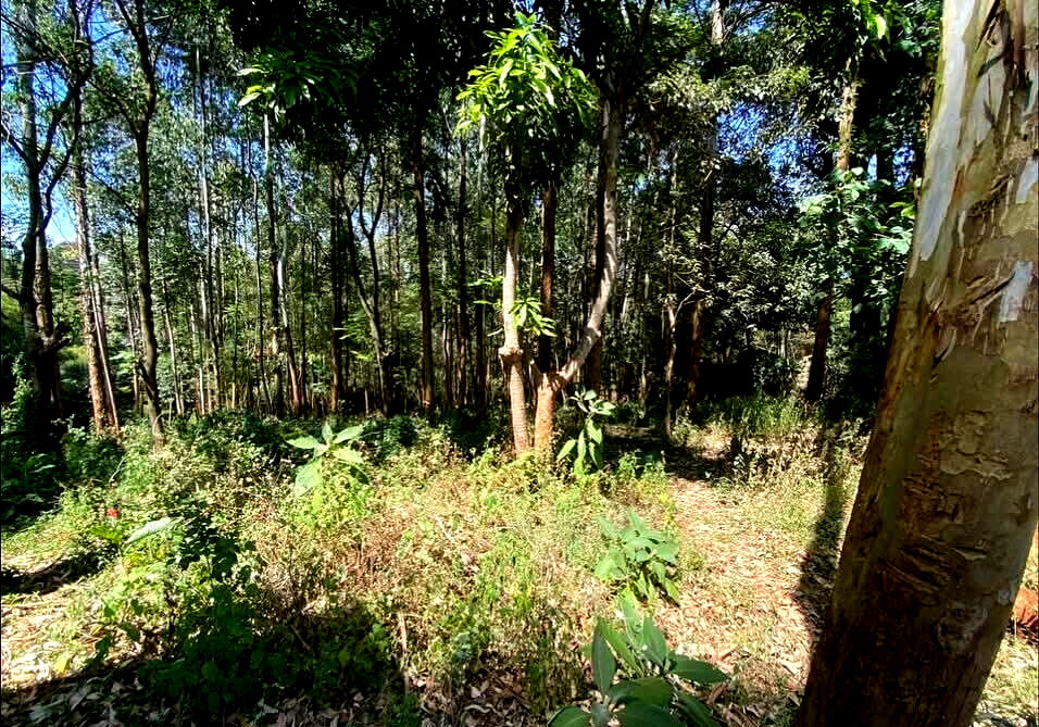 Half Acre Garden Plot with Parking at KSh 70M