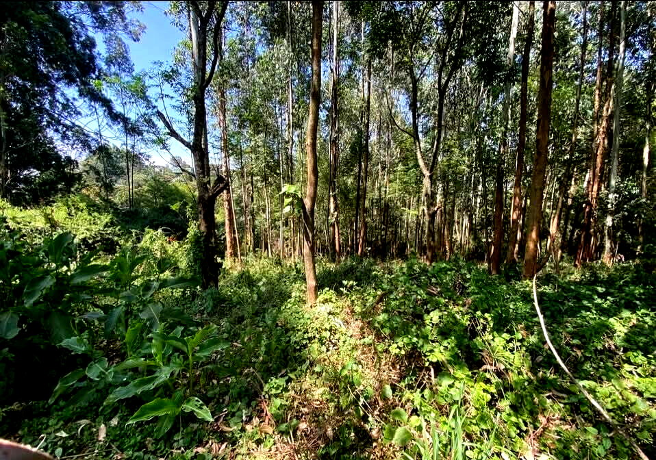Half Acre Garden Plot with Parking at KSh 70M