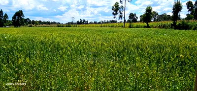 2.5 Acres Fully Arable for Sale in Kiplombe in Eldoret Kiili - Image 1