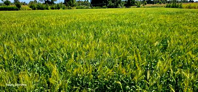 2.5 Acres Fully Arable for Sale in Kiplombe in Eldoret Kiili - Image 3