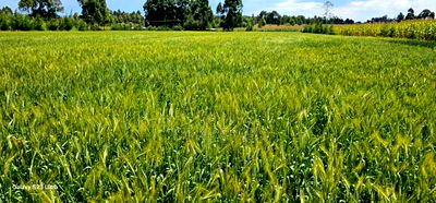 2.5 Acres Fully Arable for Sale in Kiplombe in Eldoret Kiili - Image 2