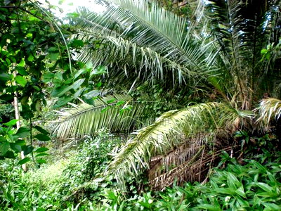 1 Acres Vacant Land for Sale in Kilimani (Kenya) - Image 8