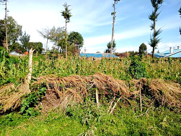 1/8 Plot Kapsoya Ideal for Rental