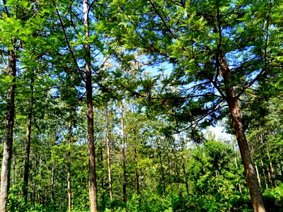 One Acre in Mugutha Ruiru,Neighbouring Githegi Bay - Image 13