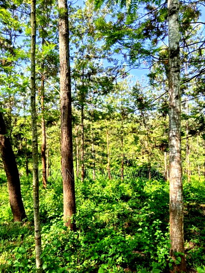 One Acre in Mugutha Ruiru,Neighbouring Githegi Bay - Image 14