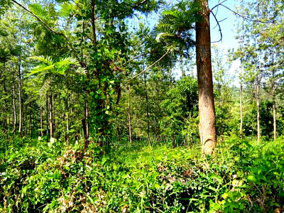 One Acre in Mugutha Ruiru,Neighbouring Githegi Bay - Image 11