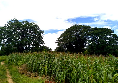 2.2-Acre Land in Malindi for KSh 3M