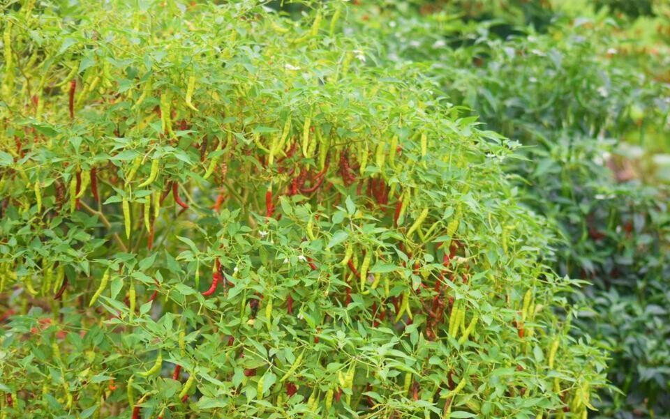 Garden Plot at KSh 600K