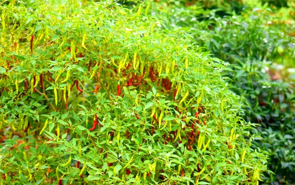 Garden Plot at KSh 600K