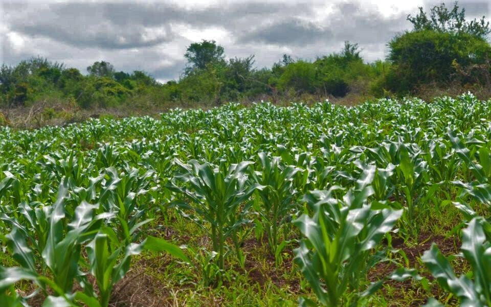 Garden Plot at KSh 600K