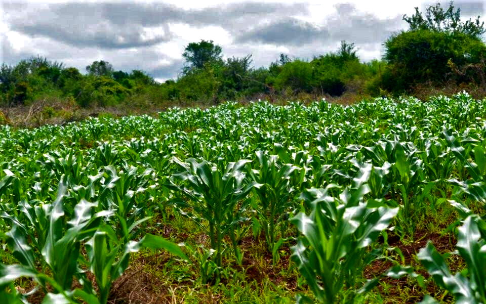 Garden Plot at KSh 600K