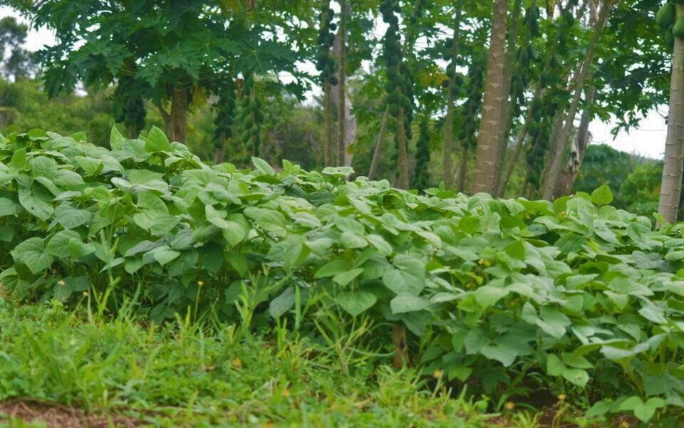 Garden Plot at KSh 600K