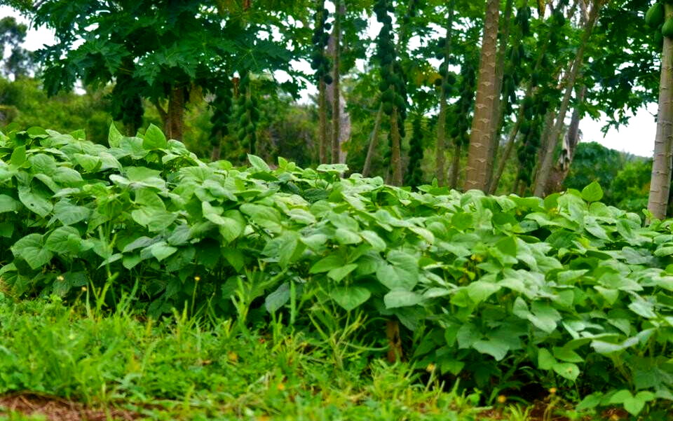 Garden Plot at KSh 600K