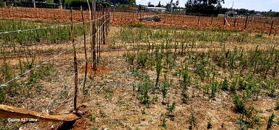 Plots For Sale Eldoret Kiplombe Kibulgeny - Image 4