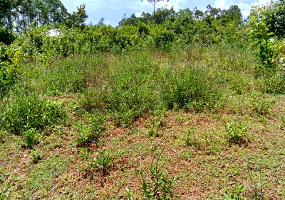 1/4 Acre Plot Under KSh 500K