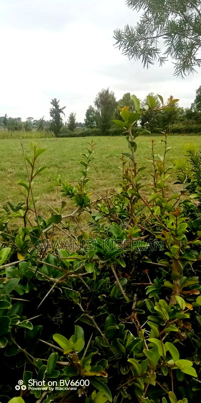 10acres for Sale in Kiserian Farmers - Image 2