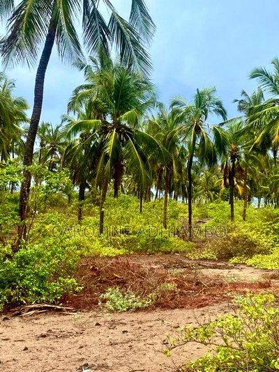 1/4 Acre Second Row Beach Plot. - Image 2