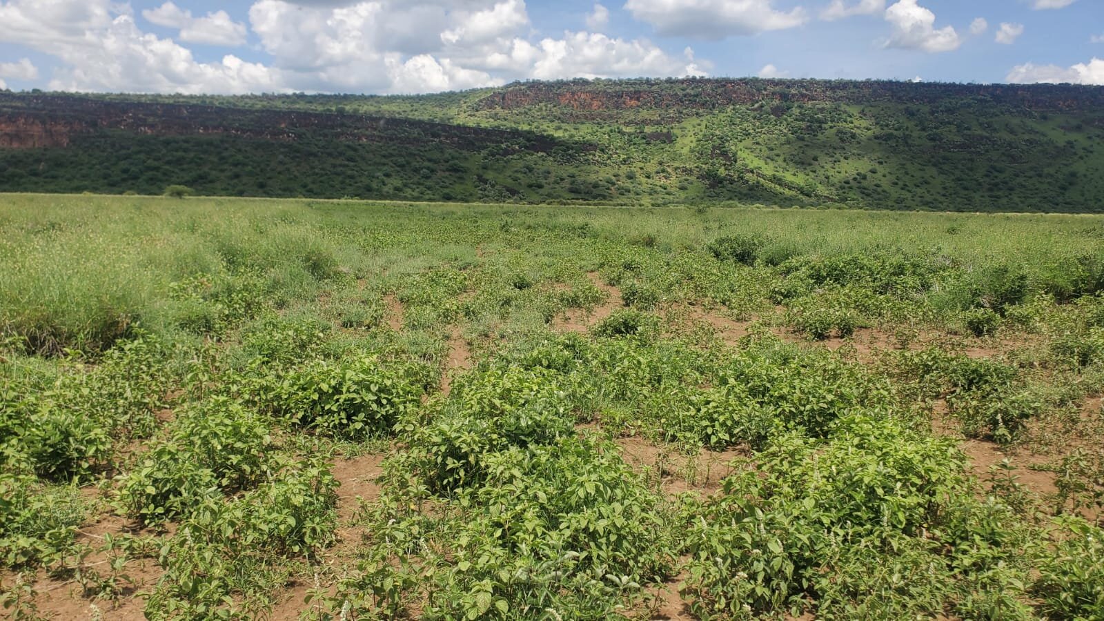 One Acres for Sale in Tinga/Oletepesi