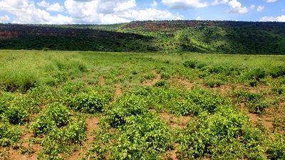 One Acres for Sale in Tinga/Oletepesi - Image 6