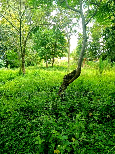 1/2 Racecourse Touching Tarmac With Title. - Image 2