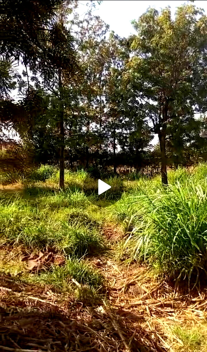 KSh 12.5M Serviced Plot