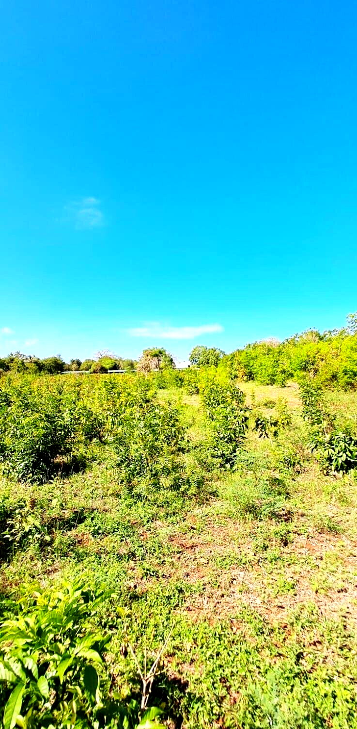 KSh 2.2M 50x100 Plots in Kikambala