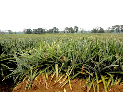 Malindi 40 Acres Fertile Land - Image 1
