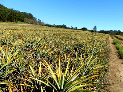 Malindi 40 Acres Fertile Land - Image 2