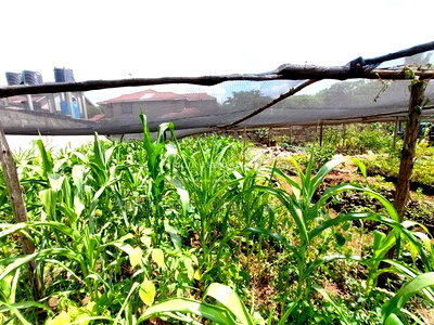 Membly Estate Prime 1/4 Acre Plot With Perimeter Wall 4 Sale - Image 5
