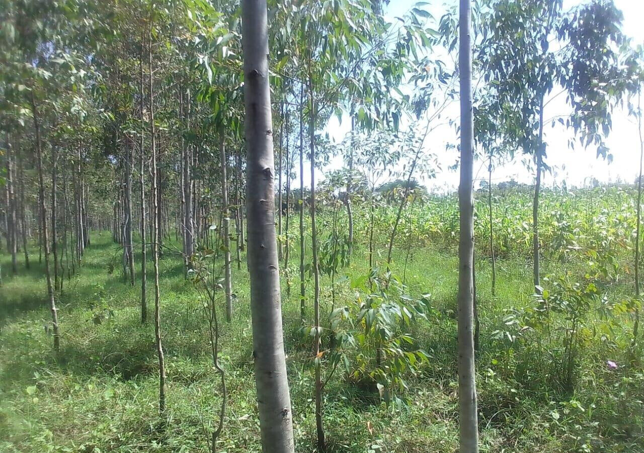 3/4 Acre Land with Eucalyptus Trees