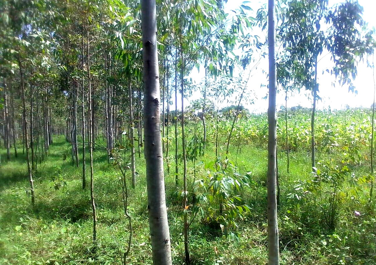 3/4 Acre Land with Eucalyptus Trees