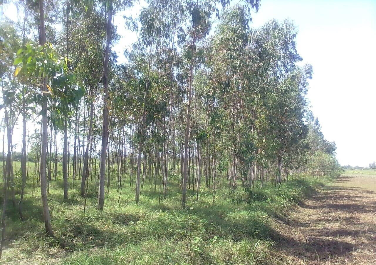 3/4 Acre Land with Eucalyptus Trees