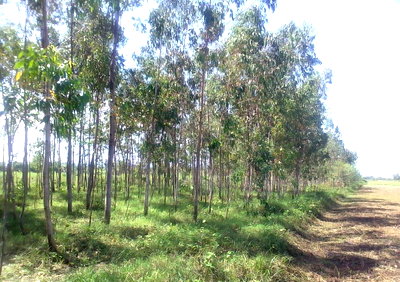 3/4 Acre Land with Eucalyptus Trees